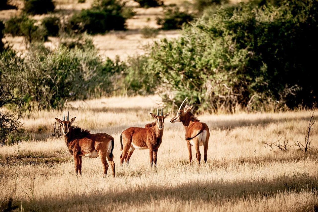 Glen Harry Game Reserve Graaff-Reinet Eksteriør bilde